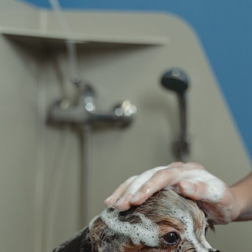 A dog mid-bath, calm in a grooming tub