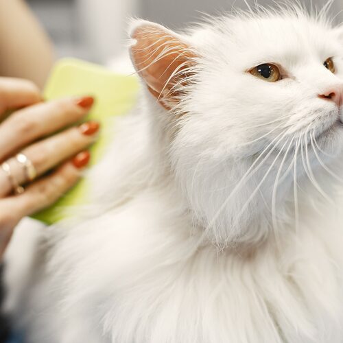 A freshly groomed cat sitting calmly