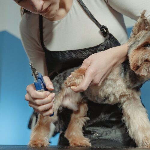 A groomer gently trimming a dog's nails