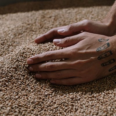A pale ale ingredient kit with grain and hops