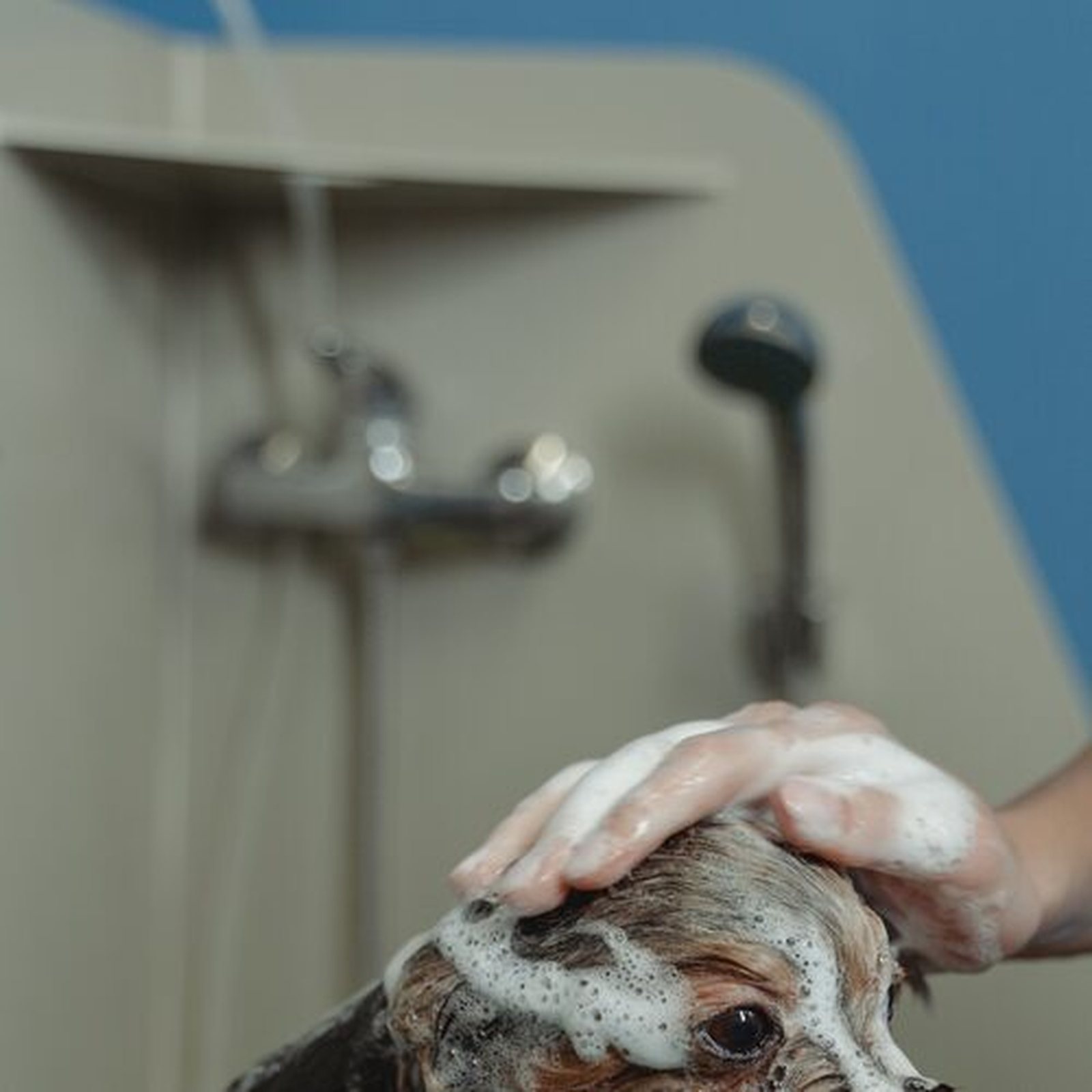 Dog bath at Fernbrook Pet Grooming